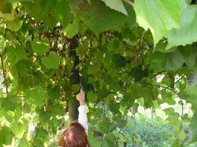 vigna tesori.jpg